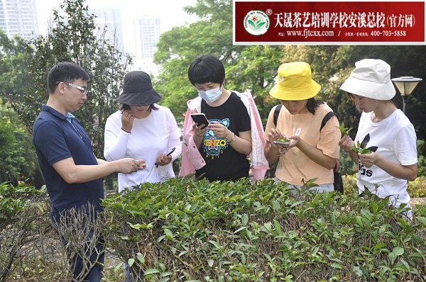 第160期：参观安溪茶叶大观园(图2)