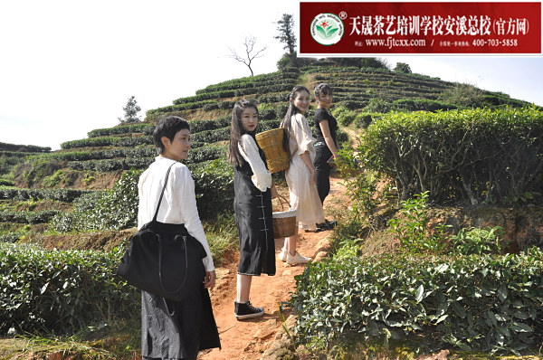 第161期：实践体验安溪乌龙茶制作(图2)