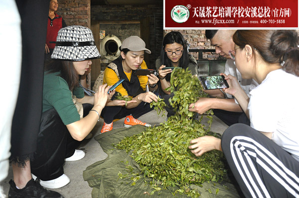 第162期：实践体验安溪乌龙茶制作(图3)