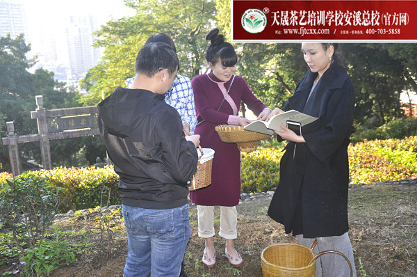 第163期：参观安溪茶叶大观园(图3)