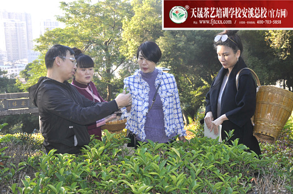 第163期：参观安溪茶叶大观园(图2)