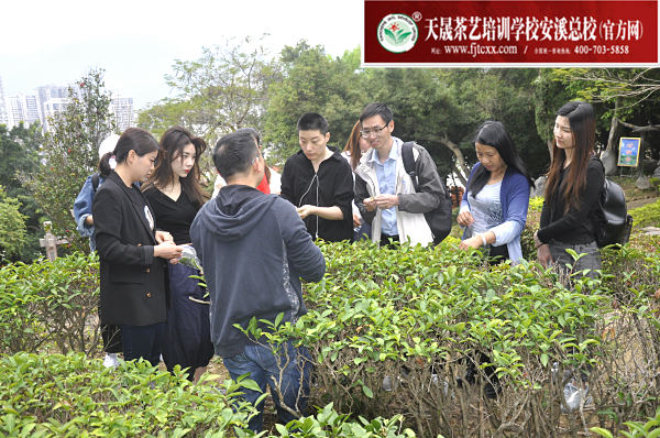 第164期：参观安溪茶叶大观园(图3)
