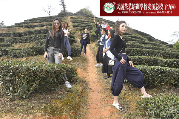 第164期：实践体验安溪乌龙茶制作(图2)