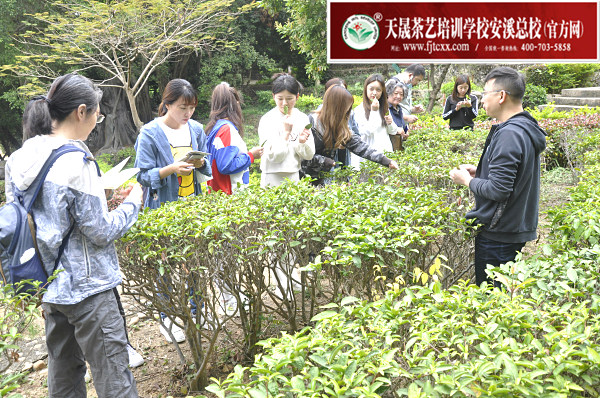第165期：参观安溪茶叶大观园(图2)