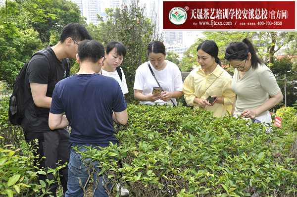 第166期：参观安溪茶叶大观园(图3)