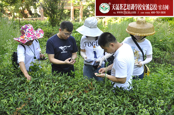 第168期：参观安溪茶叶大观园(图3)