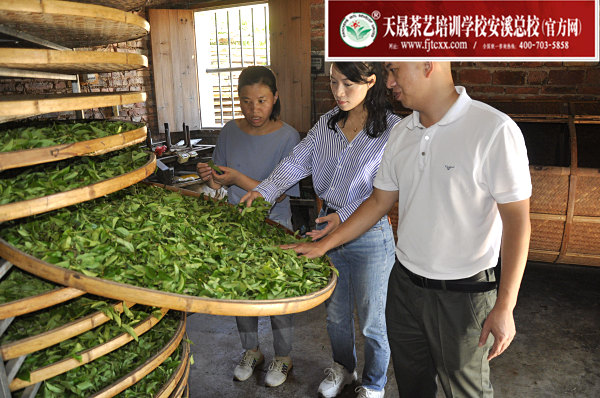 第169期：实践体验安溪乌龙茶制作(图3)