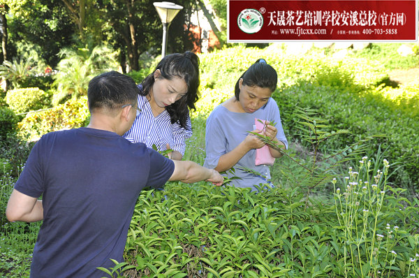 第169期：参观安溪茶叶大观园(图3)