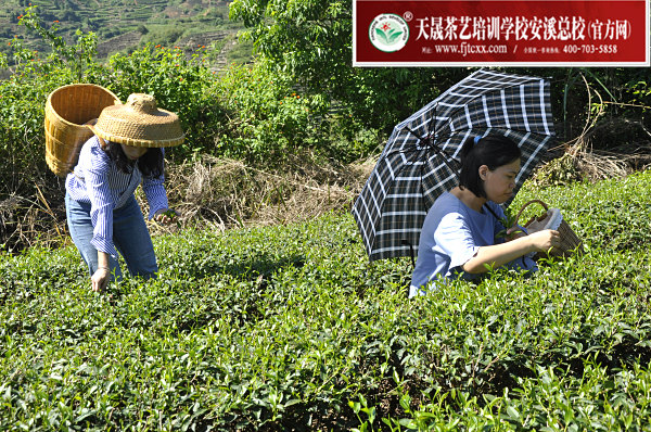 第169期：实践体验安溪乌龙茶制作(图2)