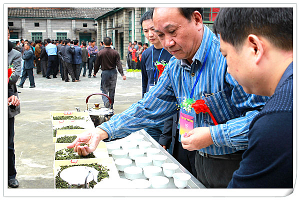 苏老师 天晟茶艺培训学校乌龙茶、铁观音审评(图1)