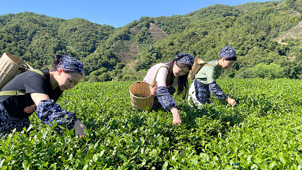 中国茶艺培训前十名(图2)