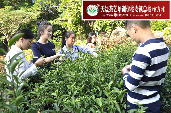 ‌承德茶艺培训学员问天晟茶艺培训学校：承德哪里有茶艺培训班？(图2)