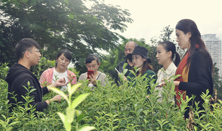 学茶艺哪里有培训，首选天晟茶艺培训学校——2025年中国茶学系统培训班火热报名中(图2)