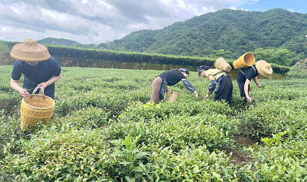 茶艺培训大师养成记：天晟茶艺培训学校，一站式打造你的茶艺传奇(图1)