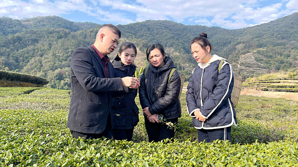 第203期：实践体验安溪乌龙茶制作(图2)