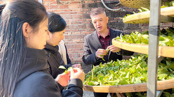 第203期：实践体验安溪乌龙茶制作(图3)