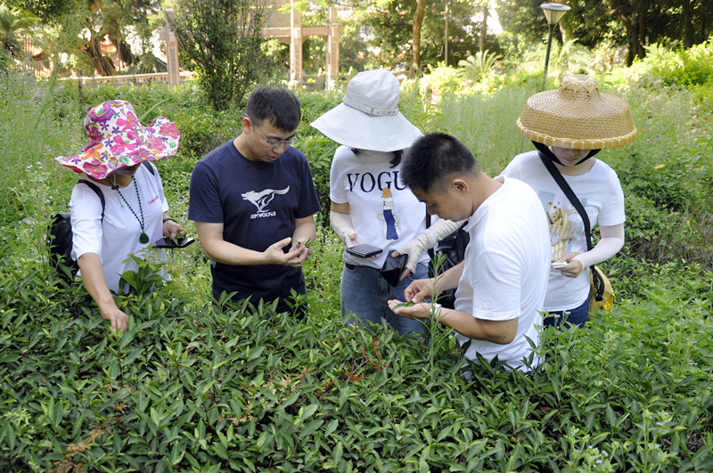 40多岁了想学茶艺师