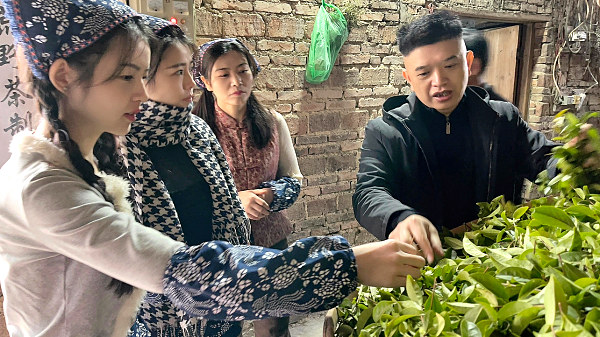 第204期：实践体验安溪乌龙茶制作(图3)