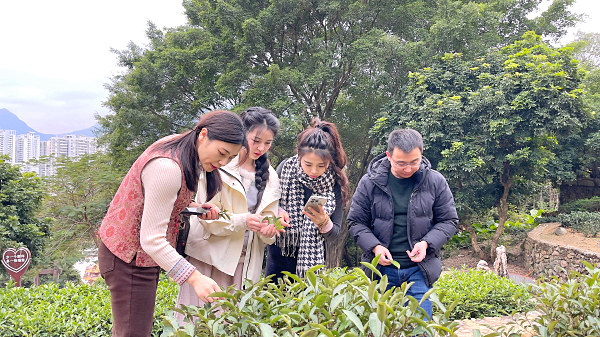 第204期：参观茶叶大观园(图3)