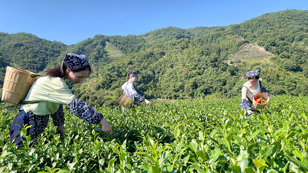 第212期：实践体验安溪乌龙茶制作(图2)