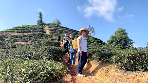 第213期：实践体验安溪乌龙茶制作