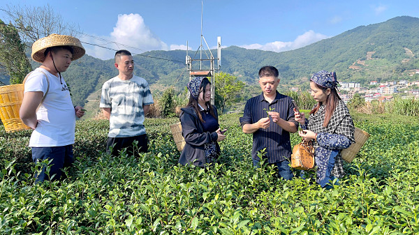 第213期:实践体验安溪乌龙茶制作(图2) 第213期:实践体验安溪乌龙茶制作(图2)