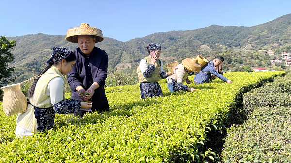 第217期：实践体验安溪乌龙茶制作(图1)