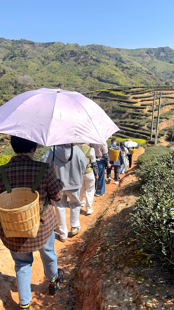 第217期：实践体验安溪乌龙茶制作(图2)