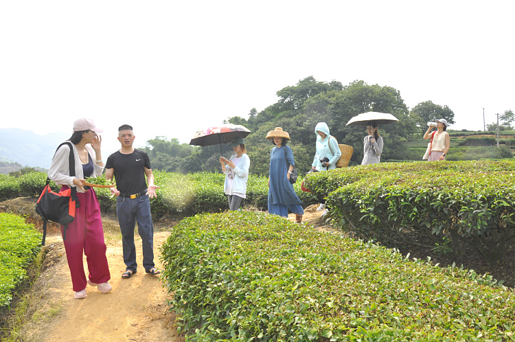 十天精修,成就茶界“六边形战士”(图1) 十天精修,成就茶界“六边形战士”(图1)