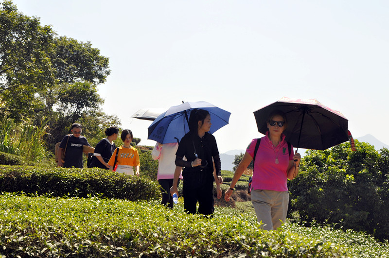 别再被“表演式”茶艺忽悠了！想学真本事的进来看