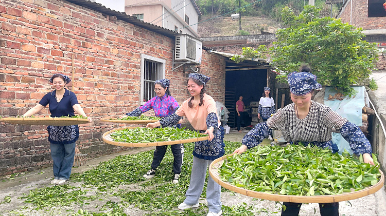 拒绝“表演式”茶艺！天晟10天全日制特训，让学员从茶山读懂一片叶子的灵魂(图1)