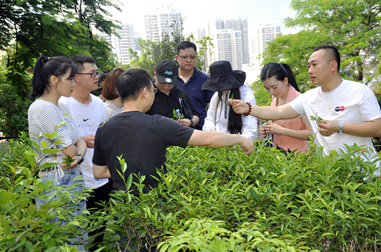四月十一，赴一场与茶的十年之约(图3)
