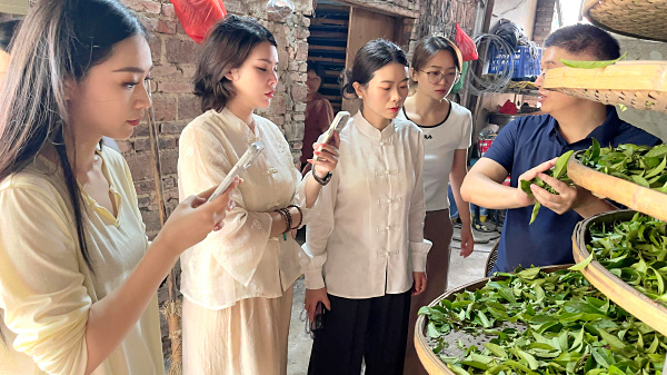 第218期：实践体验安溪乌龙茶制作(图3)