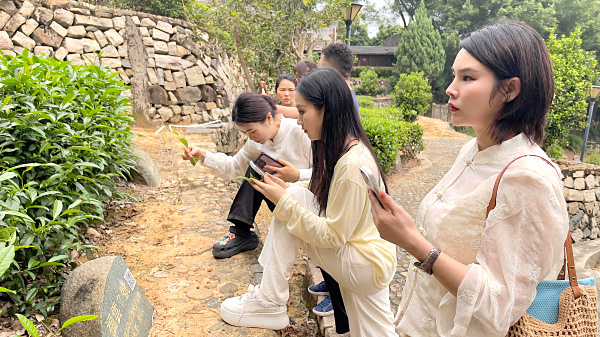 第218期：参观茶叶大观园(图3)