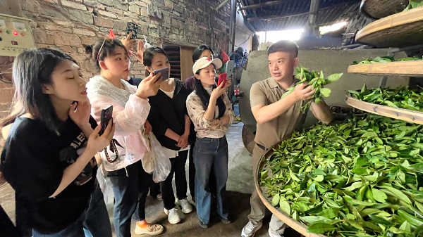 第219期:实践体验安溪乌龙茶制作(图2) 第219期:实践体验安溪乌龙茶制作(图2)