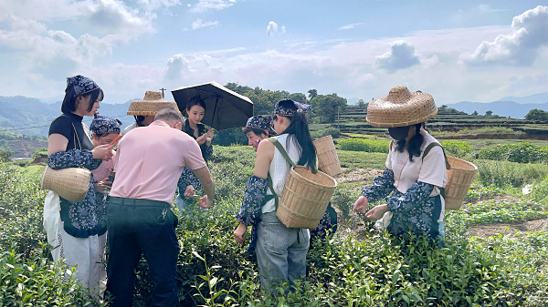 第222期：实践体验安溪乌龙茶制作(图2)