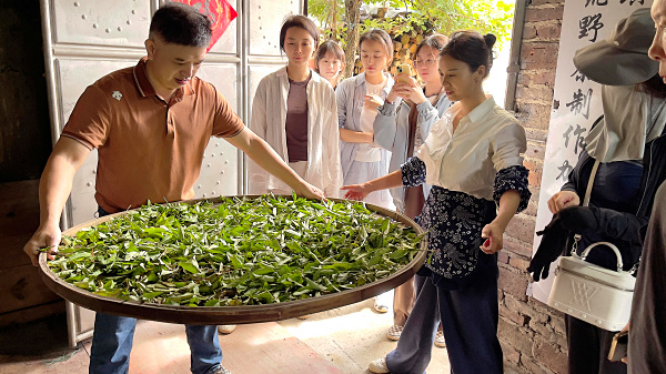 第223期：实践体验安溪乌龙茶制作(图3)